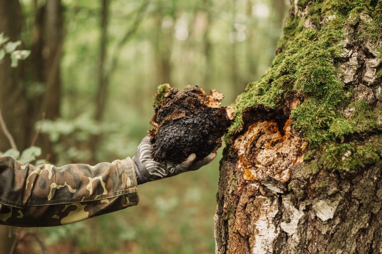 Chaga (Inonotus obliquus): A mushroom with many medicinal properties