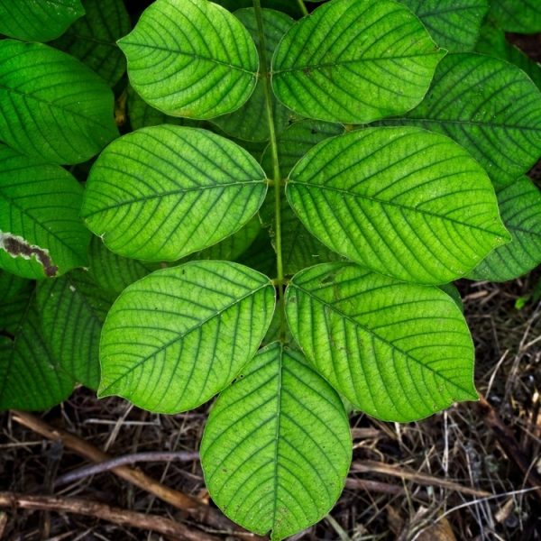 Jamaican Dogwood (Piscidia piscipula (L.) Sarg. (syn. P. erythrina L.))