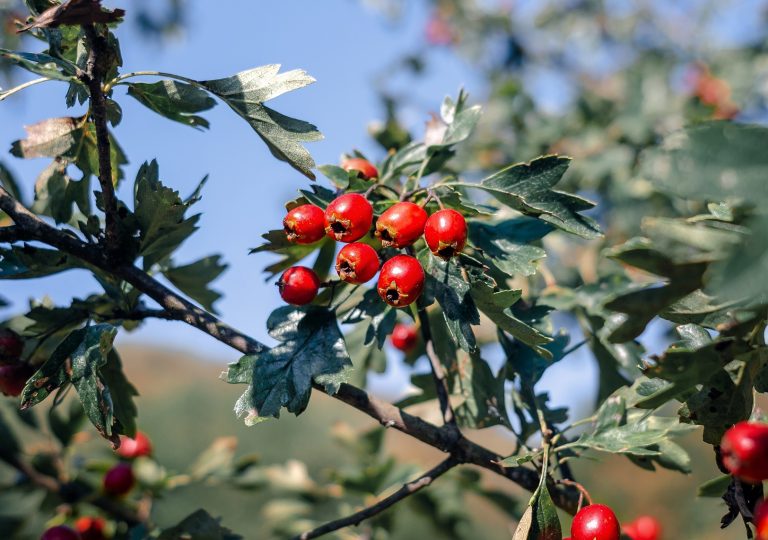 Medicinal plants to forage in November