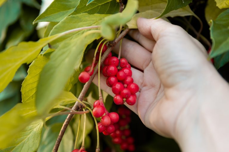 Schisandra harvesting: From the habitat of the Amur tiger to the giant panda bear