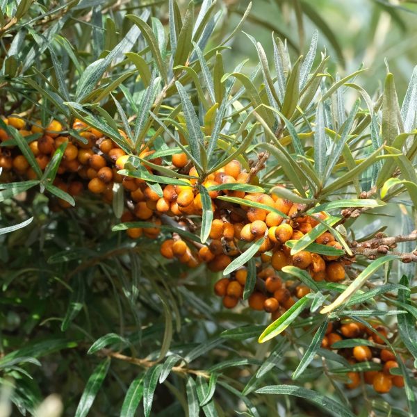 Sea buckthorn (Hippophae rhamnoides)