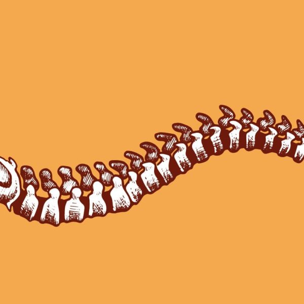 Musculoskeletal system