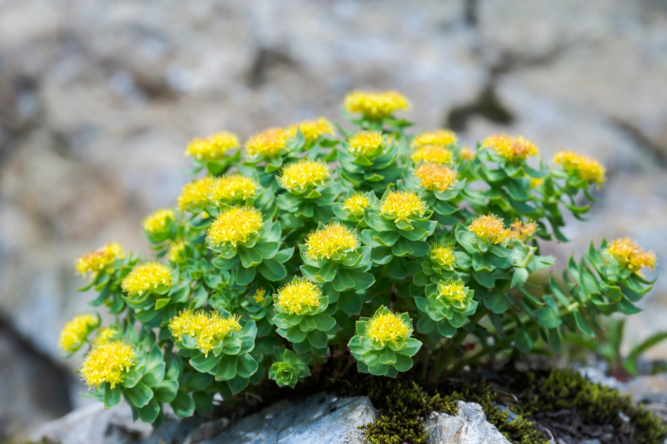 Substituting endangered herbs: Finding replacements for sustainable practice